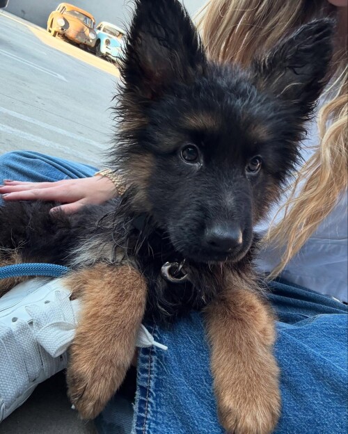 1000013081cc79a4a1585e2d79