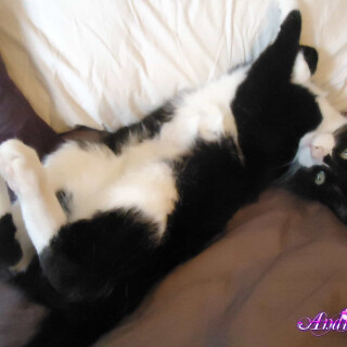 114-29-lg5aed69cf754d0f89