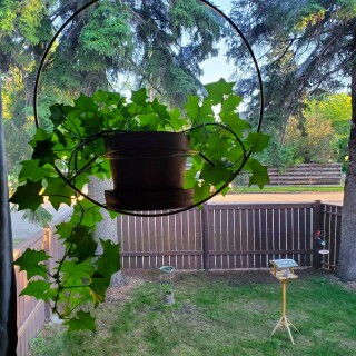 2020-07-06_3024x4032_5e8368d2d7760f941cdd42f57676d4c6