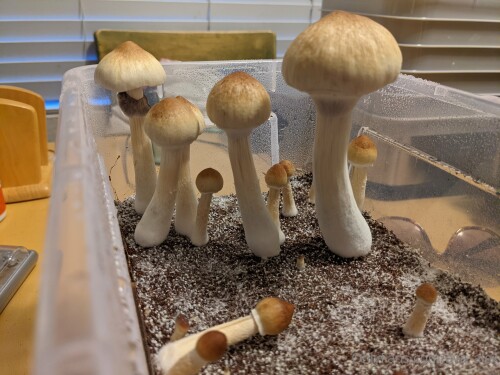 2022 03 11 3840x2880 58917aebacbe3734b0a9061a6ab93e5bdffd4f2811e108f7