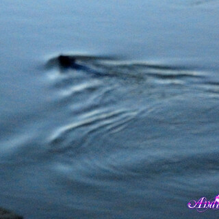 253-08-lg73cc2afe66352ca7