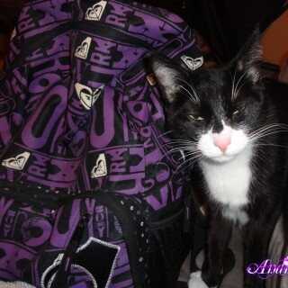 269-13-lgaf6ec1e3ac9b65ff