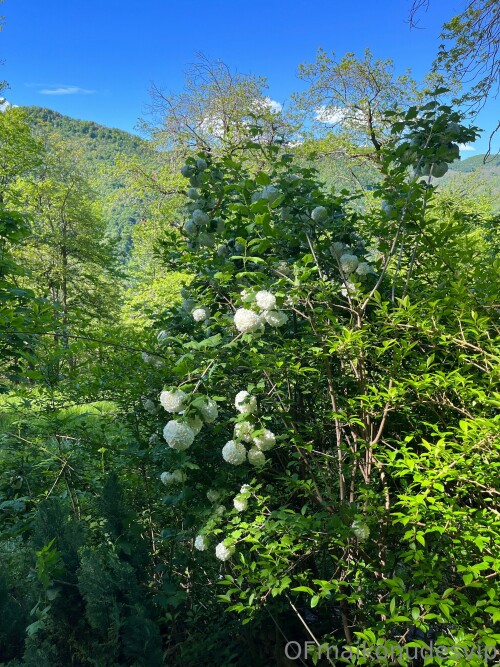 3024x4032 8cb13c078ba44e6ae100814efbe75aeb280c94afcc8fc766