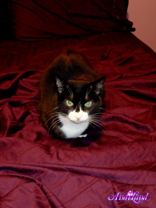 304 17 lgd46d64dc8f77a351