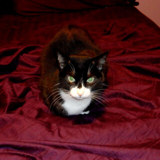 304-17-lgd46d64dc8f77a351