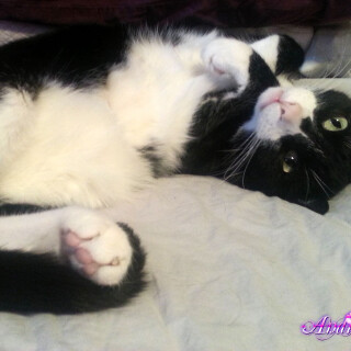 428-02-lgc5c606a52995a48e