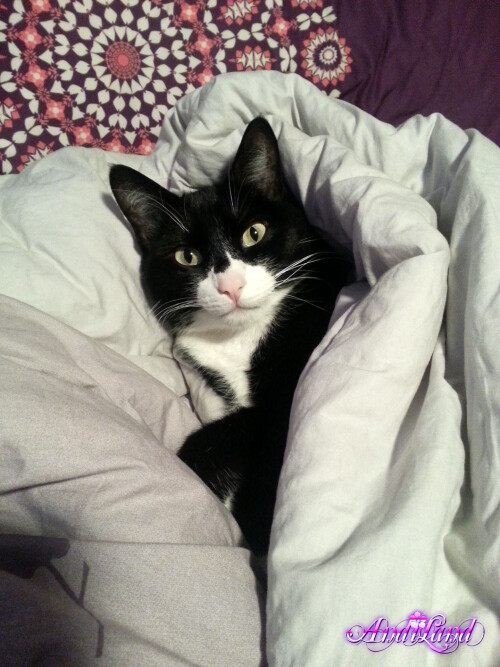 428 15 lg87d441d448022008