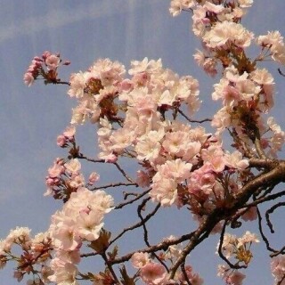 500x625_68bd07634c6ac2af4669fd83265c9296f2a35fc4ac05c9ec