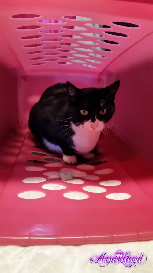 505 17 lg8b5f37d6247be93c