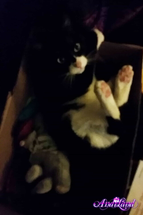 603 101 lg74258f5a33ea87d8