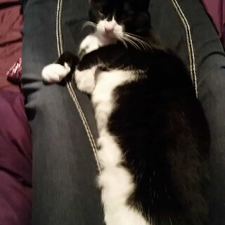 603-99-lgac6a2490e73aba3d