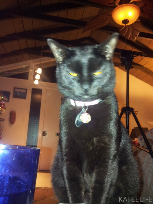 8896CF25 EFAC 458A AD1F ED995D374BB2