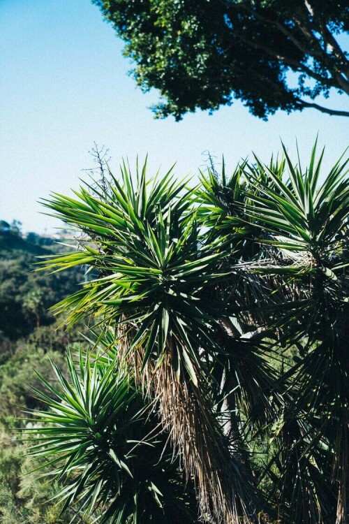 AlyshaNettShotbyKaloopy 1