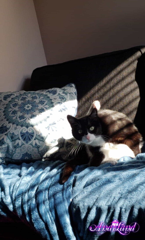 Andi Land Phone Summer 2018 Set 644 00477571034b63fd822f