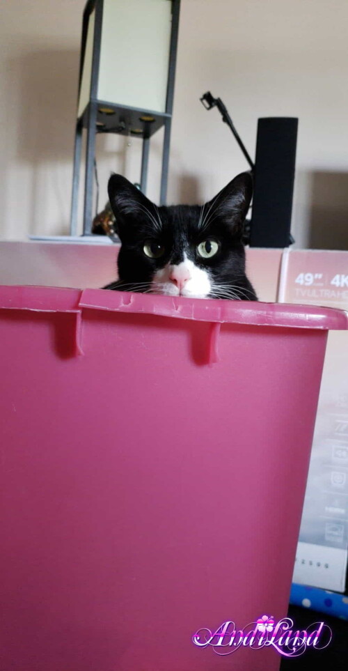 Andi Land Phone Summer 2018 Set 644 00758485e0e719b30f0c