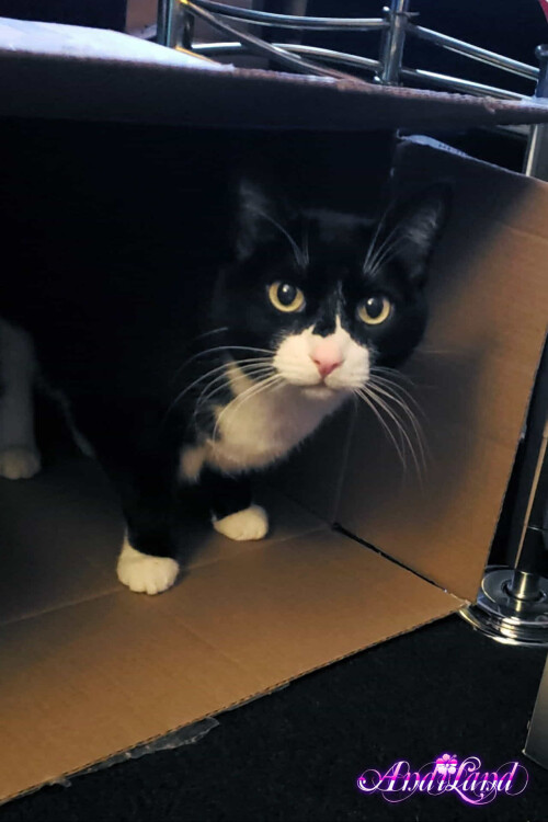 Andi Land Set 670 076ecb17f33a7ed5770