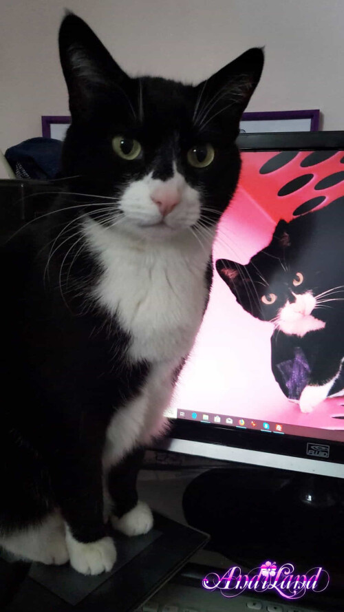 Andi Land Set 672 027efea00b568c1e3d4