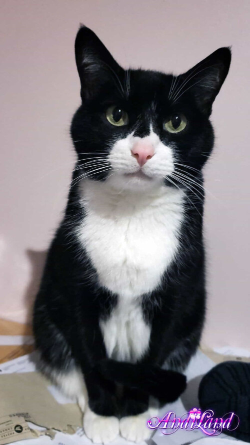 Andi Land Set 672 03636b03843543a4261