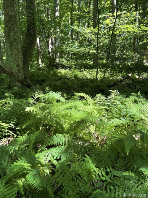 Danifae pic 04216b31003721451fde