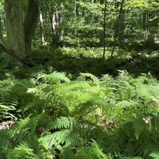 Danifae_pic_04216b31003721451fde