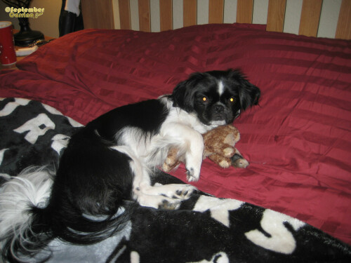 September Carrino diary 2008 11 15 008