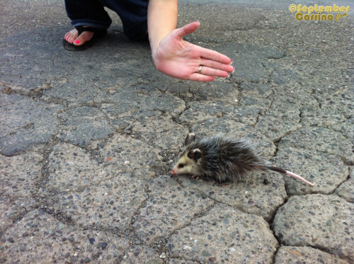 September Carrino diary entry 2013 08 14 008