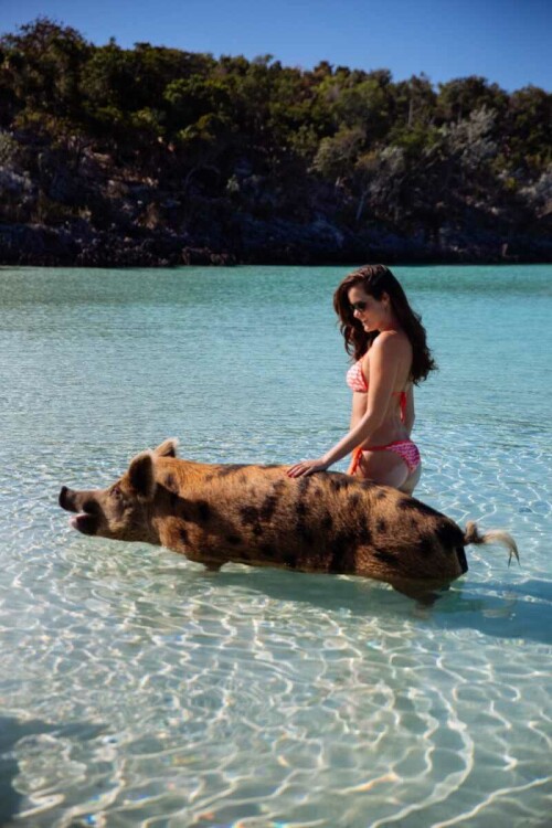 Swimming Pigs Bahamas 18c6e0fc475871836c