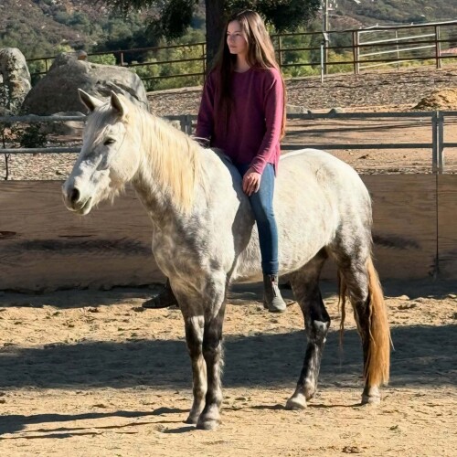 foy38befe7d2340a255f