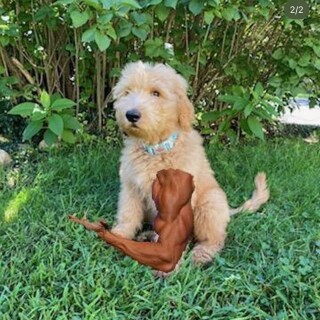 leanbeefpatty---CgxNQyHP039---958e52750c5c91ede